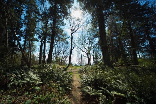 Path in a forest