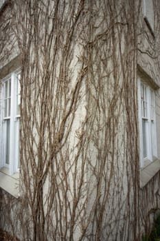 Exterior with vine growth