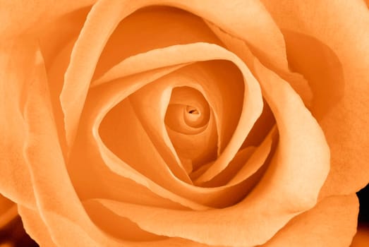 Orange tea rose