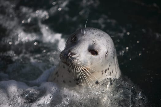 A harbor seal