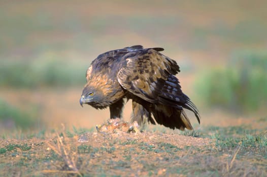 Golden eagle with prey