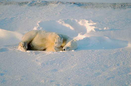 Polar bear sleeping in snow