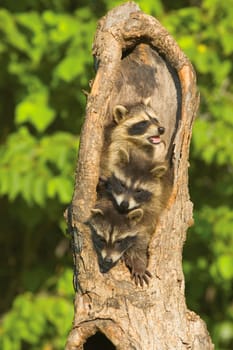 Raccoons in a tree