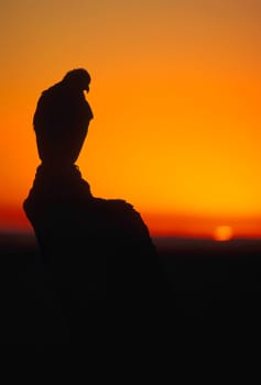 Golden eagle at sunset