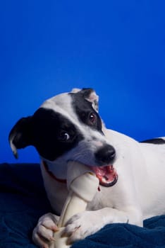 Jack Russell Terrier chewing on bone