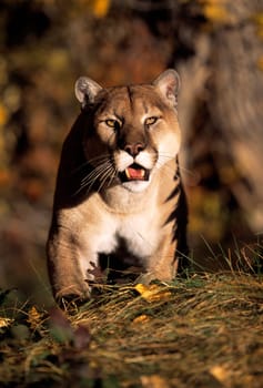 Stalking mountain lion