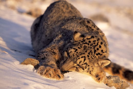 Snow leopard sleeping in snow