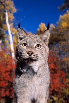 Lynx