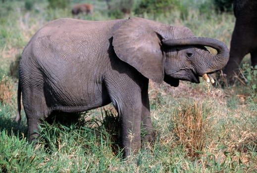 Elephant calf
