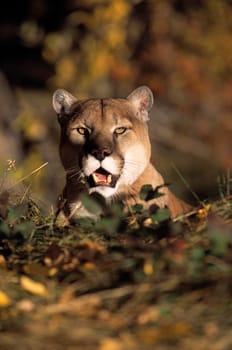 Mountain lion