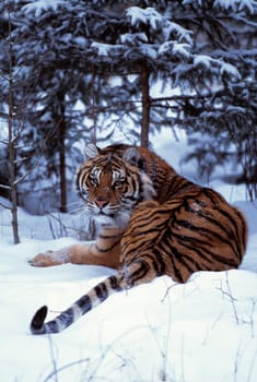 Siberian tiger lying on mound of snow in forest