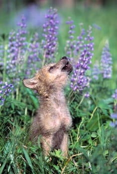 Wolf Pup howling