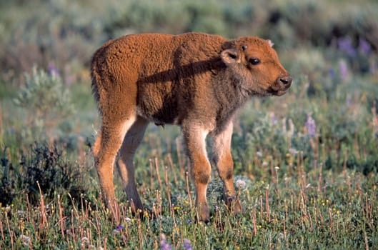 Bison calf