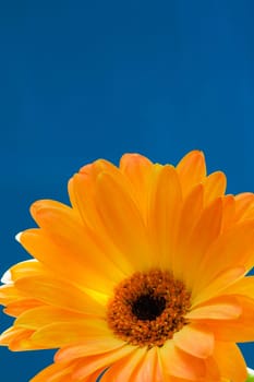 Gerbera Daisy