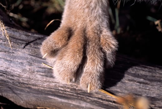 Lynx paw on log