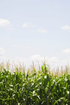 Cornfield