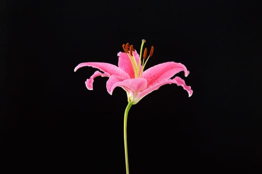 Pink lily on black background