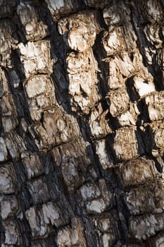 Bark on alligator juniper tree