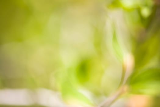 Out of focus leaves