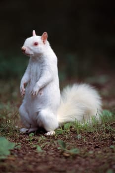 Albino gray squirrel