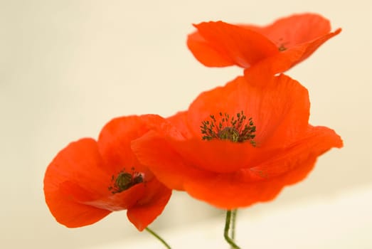 Red poppies