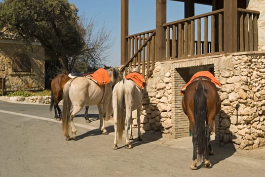 Horses for hire outside restaurant, El Peñon, Sevilla Province, Andalucia, Spain