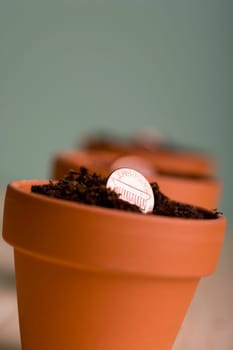 Pennies growing in pots