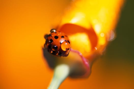 Lady bug on poppy