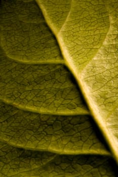 Leaf detail