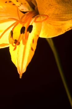 Yellow lily