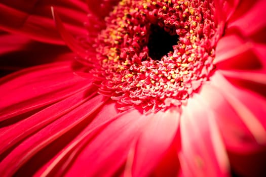 Gerbera flower