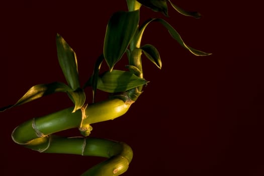Bamboo stem