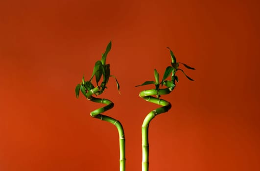 Bamboo stems