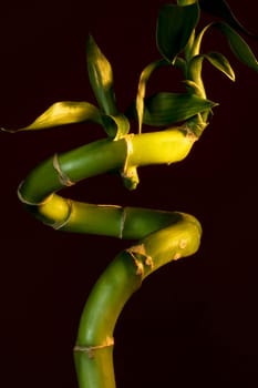 Bamboo stem