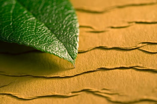 Leaf on textured background