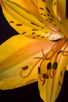 Yellow Lily