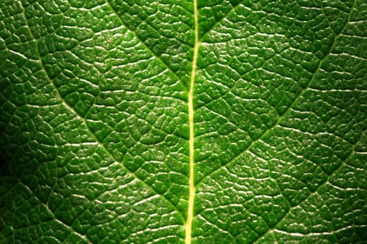 Leaf detail