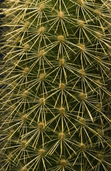 Cactus close-up