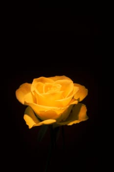 Yellow rose