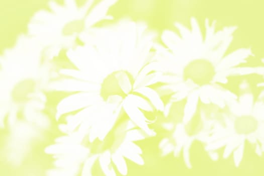 Daisy background