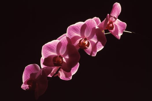 Orchid blossoms