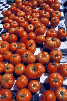 Harvested Tomatoes
