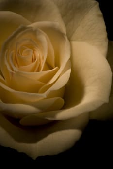 White Rose