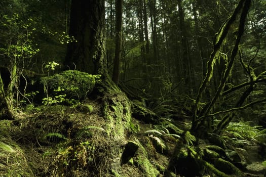 Moss in rain forest