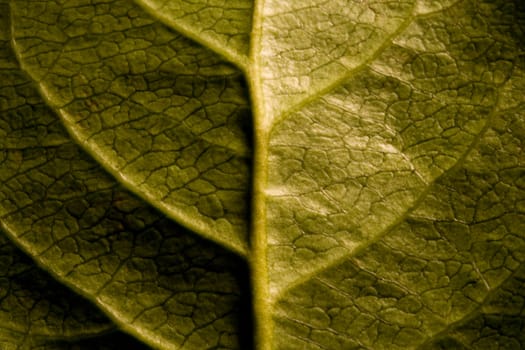 Leaf detail