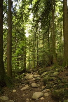 Trees in a rain forest