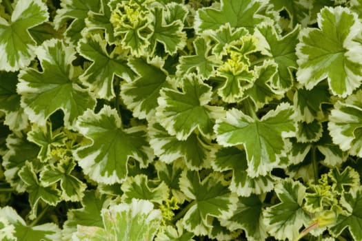 Leaves