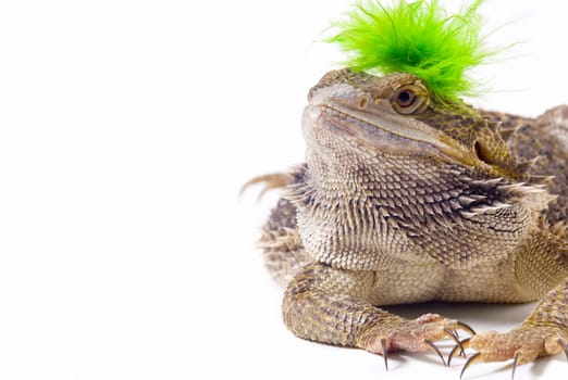 Bearded Dragon lizard