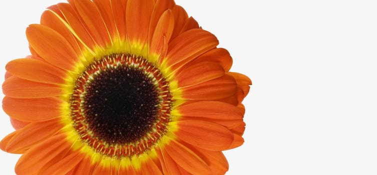 Orange Gerbera daisy