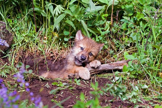Wolf cub at den